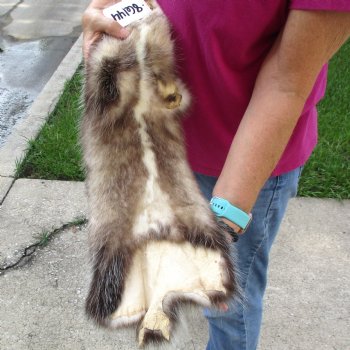 Opossum fur pelt, tanned hide for sale, measuring 23 inches long - for $45.00