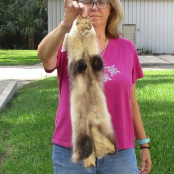Opossum fur pelt, tanned hide for sale, measuring 24 inches long - for $45.00