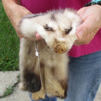 Opossum fur pelt, tanned hide for sale, measuring 24 inches long - for $45.00