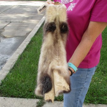 Opossum fur pelt, tanned hide for sale, measuring 24 inches long - for $45.00