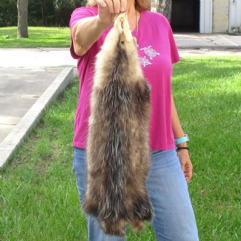 Opossum fur pelt, tanned hide for sale, measuring 26 inches long - for $45.00