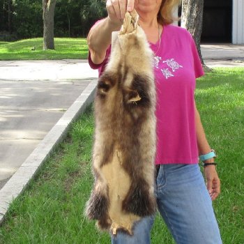 Soft Tanned Opossum pelt, hide, skin for sale 25 inches long - $36.00 each; 3 pcs @ $32.00 each