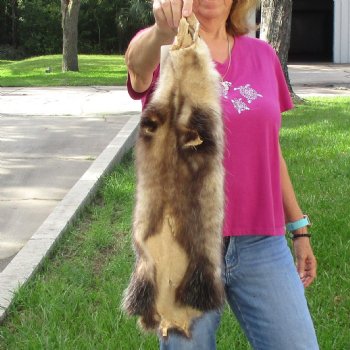 Opossum fur pelt, tanned hide for sale, measuring 26 inches long - for $45.00
