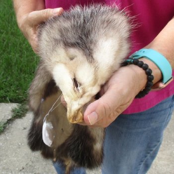 Soft Tanned Opossum pelt, hide, skin for sale 25 inches long - $36.00 each; 3 pcs @ $32.00 each