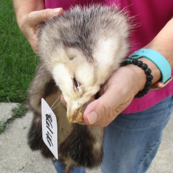 Opossum fur pelt, tanned hide for sale, measuring 26 inches long - for $45.00