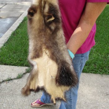 Soft Tanned Opossum pelt, hide, skin for sale 25 inches long - $36.00 each; 3 pcs @ $32.00 each