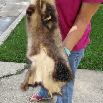 Opossum fur pelt, tanned hide for sale, measuring 26 inches long - for $45.00