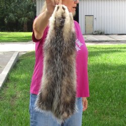 Opossum fur pelt, tanned hide for sale, measuring 24 inches long - for $45.00