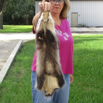 Opossum fur pelt, tanned hide for sale, measuring 24 inches long - for $45.00
