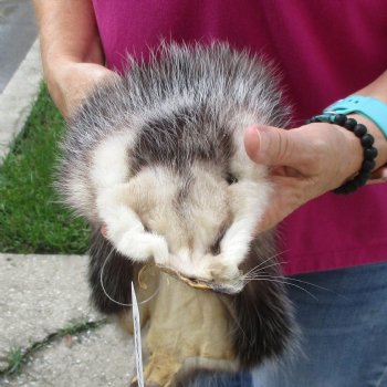 Opossum fur pelt, tanned hide for sale, measuring 24 inches long - for $45.00