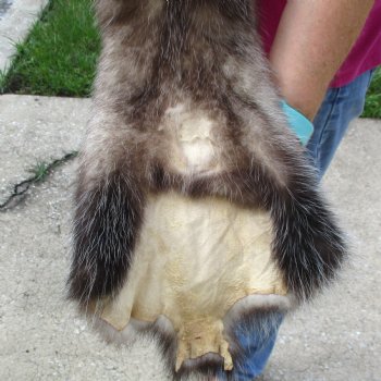 Opossum fur pelt, tanned hide for sale, measuring 24 inches long - for $45.00