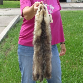 Opossum fur pelt, tanned hide for sale, measuring 24 inches long - for $45.00