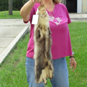Opossum fur pelt, tanned hide for sale, measuring 24 inches long - for $45.00