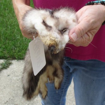 Opossum fur pelt, tanned hide for sale, measuring 24 inches long - for $45.00