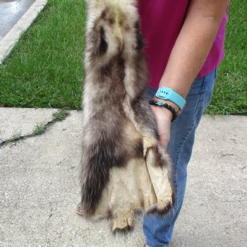 Opossum fur pelt, tanned hide for sale, measuring 24 inches long - for $45.00