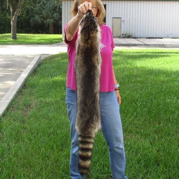 North American Raccoon fur pelt, tanned hide for sale, measuring 41 inches long - for $45.00