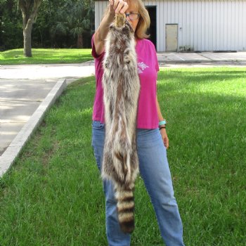 North American Raccoon fur pelt, tanned hide for sale, measuring 41 inches long - for $45.00