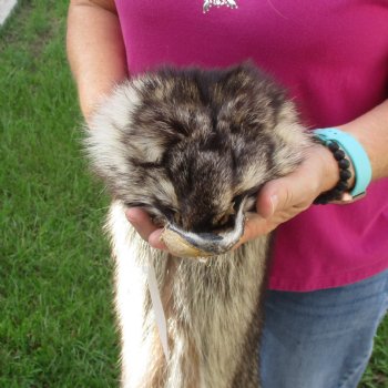 North American Raccoon fur pelt, tanned hide for sale, measuring 41 inches long - for $45.00