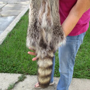 North American Raccoon fur pelt, tanned hide for sale, measuring 41 inches long - for $45.00