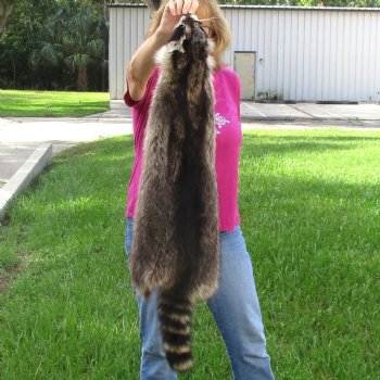 North American Raccoon fur pelt, tanned hide for sale, measuring 38 inches long - for $45.00