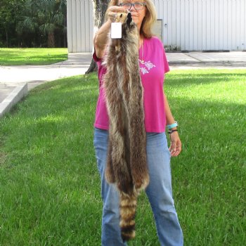 North American Raccoon fur pelt, tanned hide for sale, measuring 42 inches long - for $45.00