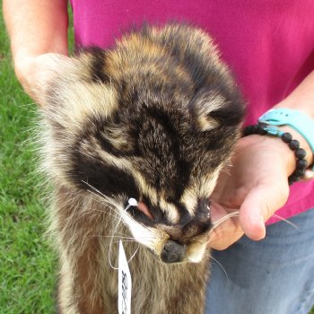 North American Raccoon fur pelt, tanned hide for sale, measuring 42 inches long - for $45.00