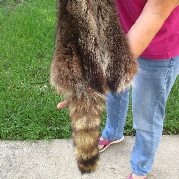 North American Raccoon fur pelt, tanned hide for sale, measuring 42 inches long - for $45.00