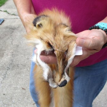 Red Fox fur pelt, tanned hide for sale, measuring 46 inches long - for $80.00