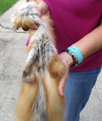 Red Fox fur pelt, tanned hide for sale, measuring 46 inches long - for $80.00