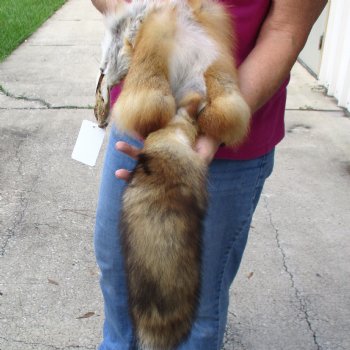 Red Fox fur pelt, tanned hide for sale, measuring 46 inches long - for $80.00