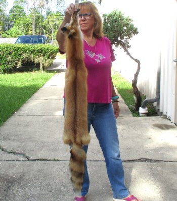 Red Fox fur pelt, tanned hide for sale, measuring 47 inches long - for $80.00
