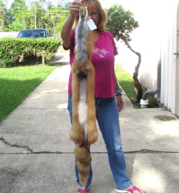 Red Fox fur pelt, tanned hide for sale, measuring 47 inches long - for $80.00