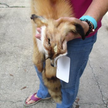 Red Fox fur pelt, tanned hide for sale, measuring 47 inches long - for $80.00