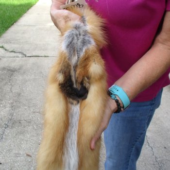 Red Fox fur pelt, tanned hide for sale, measuring 47 inches long - for $80.00