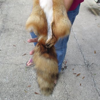 Red Fox fur pelt, tanned hide for sale, measuring 47 inches long - for $80.00