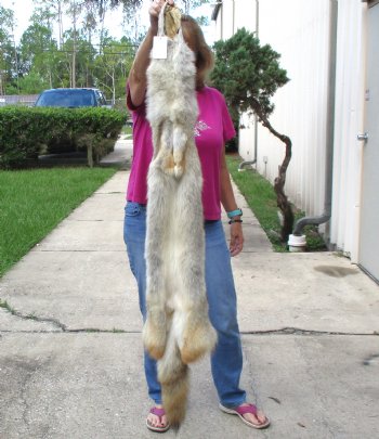 57 inches soft tanned coyote pelt, hide, skin for sale for $100.00