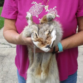 57 inches soft tanned coyote pelt, hide, skin for sale for $100.00