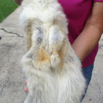 57 inches soft tanned coyote pelt, hide, skin for sale for $100.00