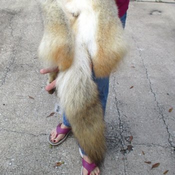 57 inches soft tanned coyote pelt, hide, skin for sale for $100.00