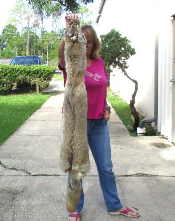 53 inches soft tanned coyote pelt, hide, skin for sale for $100.00