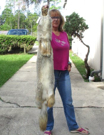 53 inches soft tanned coyote pelt, hide, skin for sale for $100.00