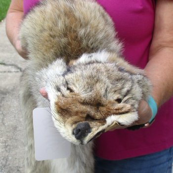 53 inches soft tanned coyote pelt, hide, skin for sale for $100.00