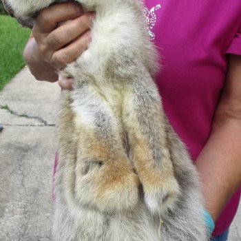 53 inches soft tanned coyote pelt, hide, skin for sale for $100.00