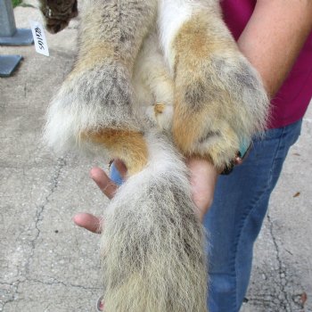 53 inches soft tanned coyote pelt, hide, skin for sale for $100.00