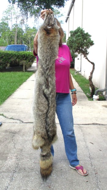 61 inches soft tanned coyote pelt, hide, skin for sale for $100.00