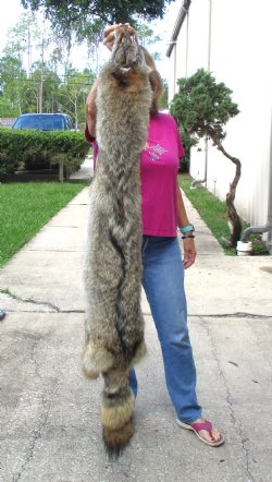61 inches soft tanned coyote pelt, hide, skin for sale for $100.00