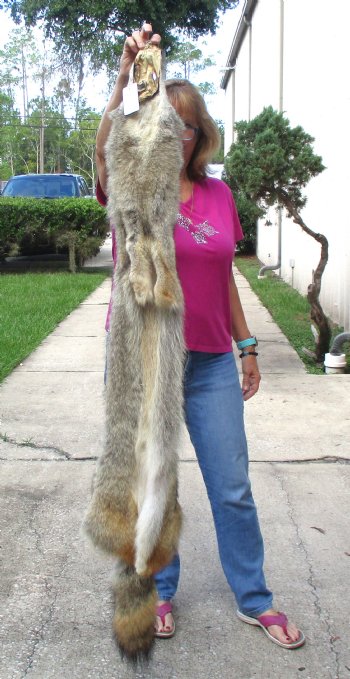 61 inches soft tanned coyote pelt, hide, skin for sale for $100.00