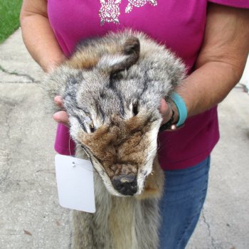 61 inches soft tanned coyote pelt, hide, skin for sale for $100.00