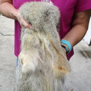 61 inches soft tanned coyote pelt, hide, skin for sale for $100.00