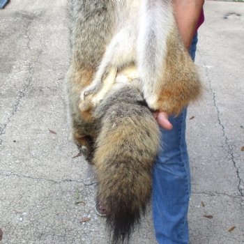 61 inches soft tanned coyote pelt, hide, skin for sale for $100.00